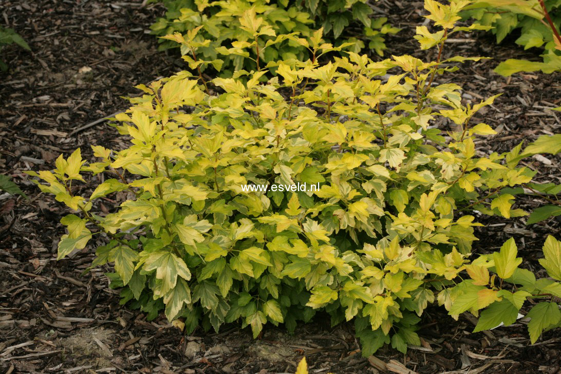 Physocarpus opulifolius 'Annys Gold'