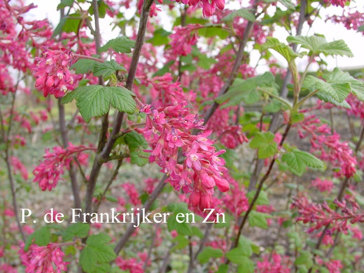 Ribes sanguineum 'Atrorubens Select' (69857)