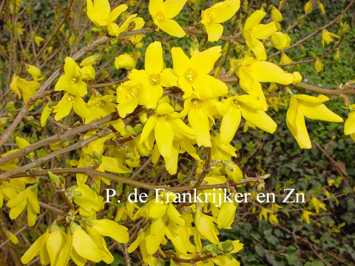 Forsythia intermedia 'Golden Nugget' (69919)