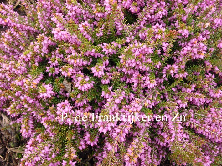 Erica darleyensis 'Mary Helen' (69924)