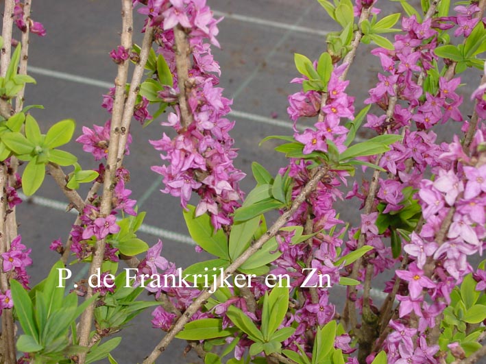 Daphne mezereum 'Rubra' (69934)