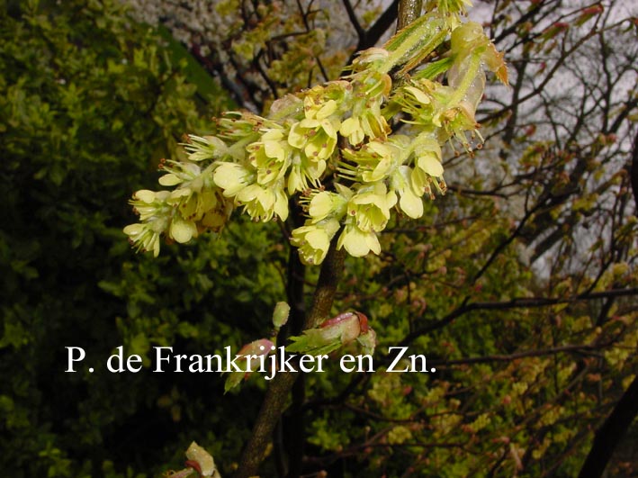Corylopsis sinensis veitchiana (69938)