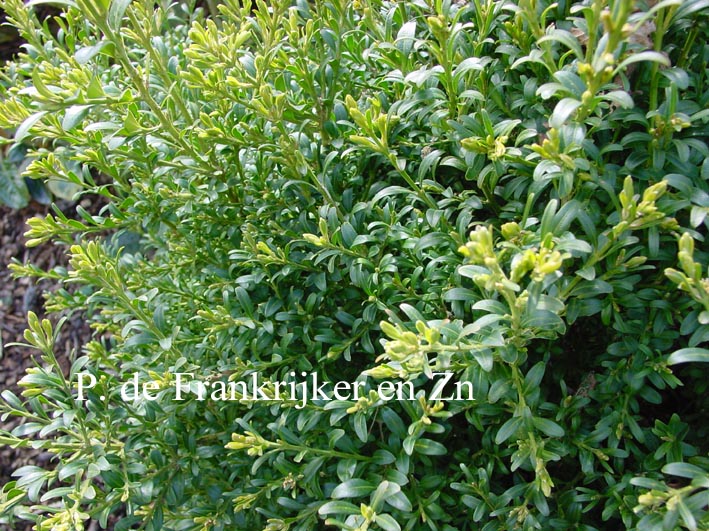 Buxus sempervirens 'Pinnacle' (69959)