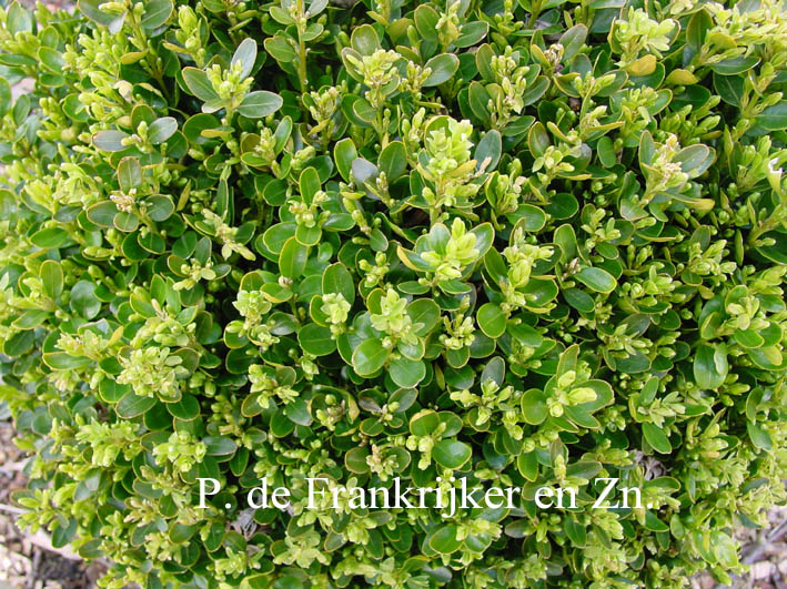 Buxus sempervirens 'Edgar Anderson' (69975)
