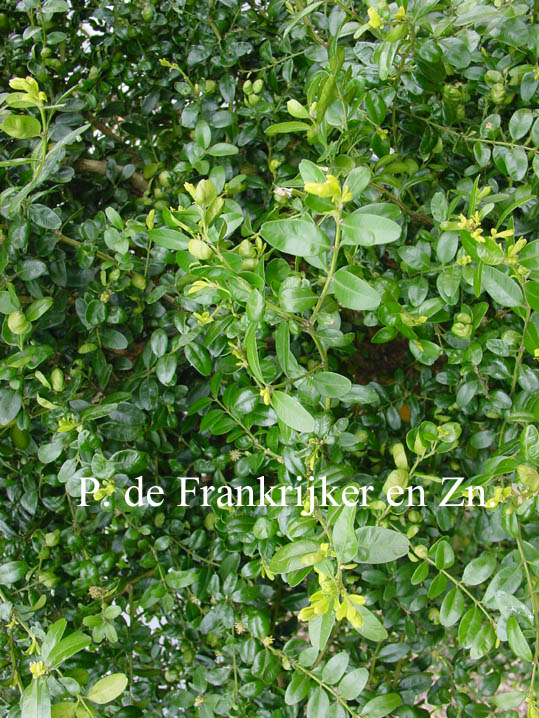 Buxus sempervirens 'Agram' (69982)