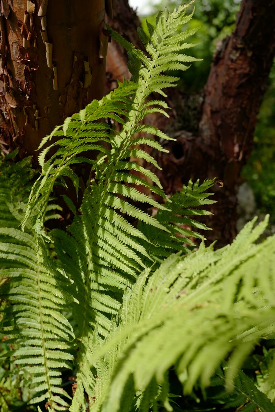 Acer griseum