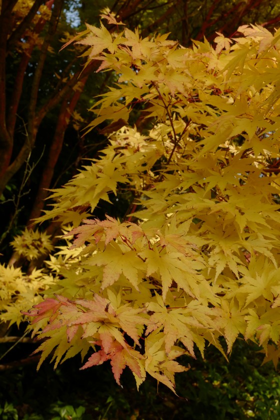 Acer palmatum 'Sango-kaku'