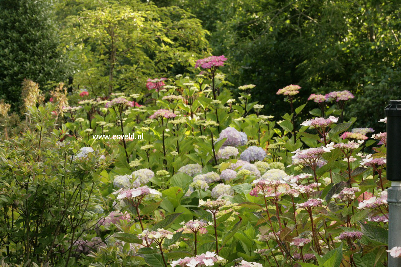 Hydrangea macrophylla