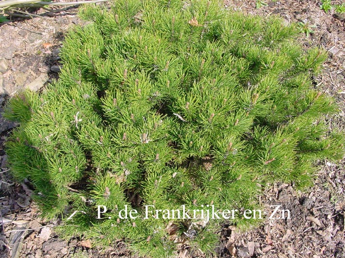 Pinus mugo subsp. mugo