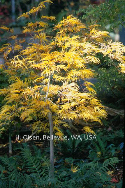 Acer palmatum 'Eagle's Claw'
