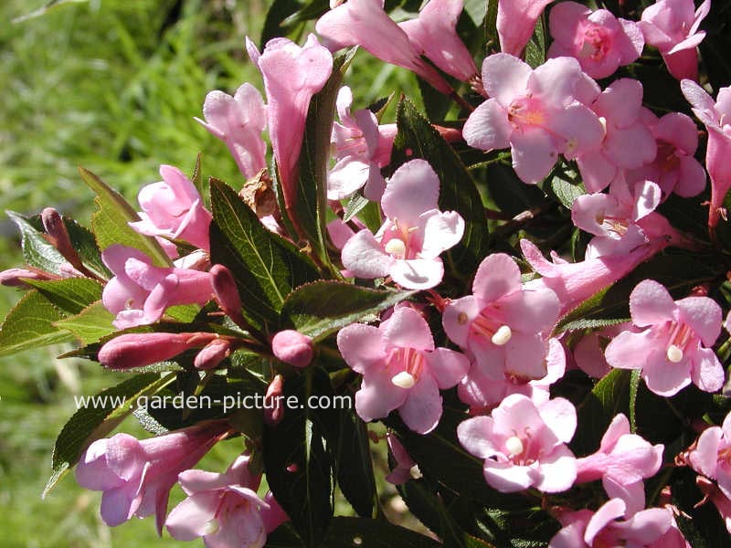 Weigela florida 'Plangen' (PINK POPPET)