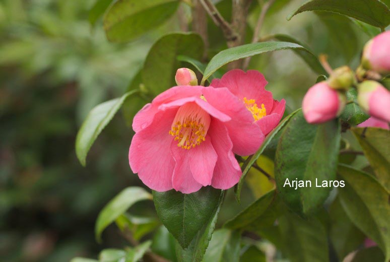 Camellia 'Vi-no-sato'