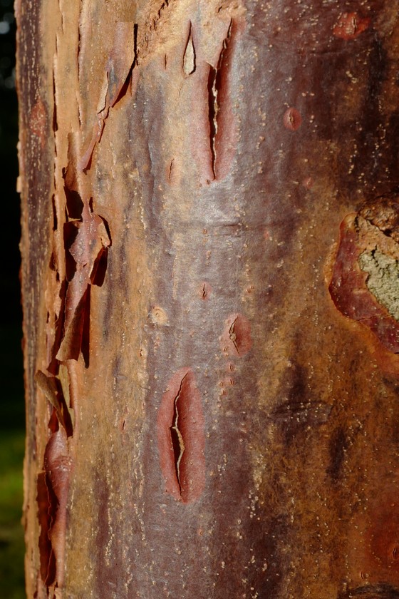 Acer griseum