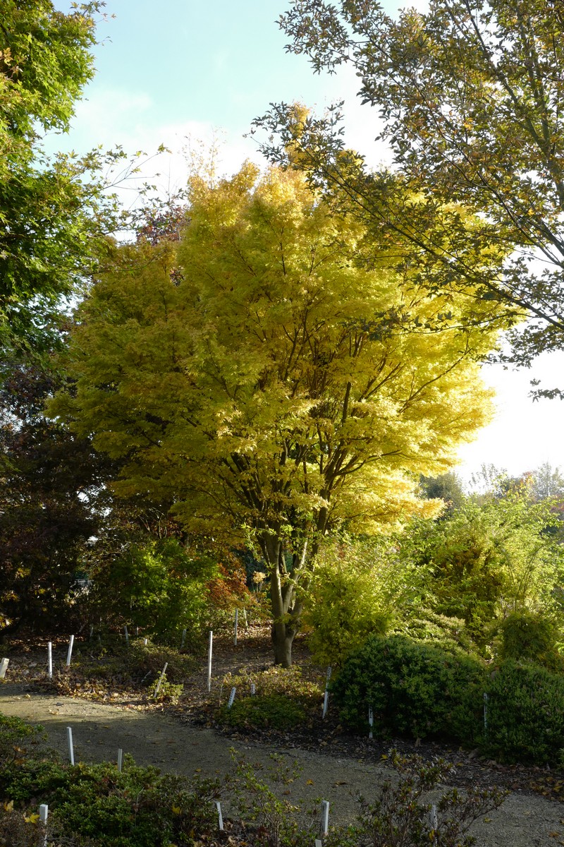 Acer palmatum 'Sango-kaku'