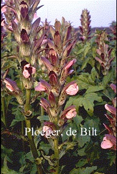 Acanthus mollis 'Latifolius' (71012)