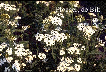 Achillea millefolium 'Schneetaler' (71035)