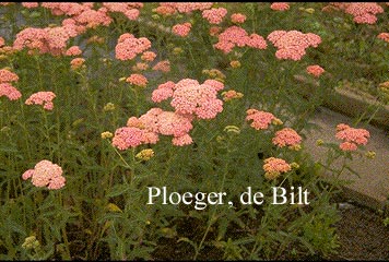Achillea millefolium 'Wesersandstein'