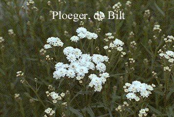 Achillea ptarmica 'Perry's White' (71040)