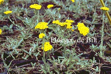 Achillea tomentosa (71042)