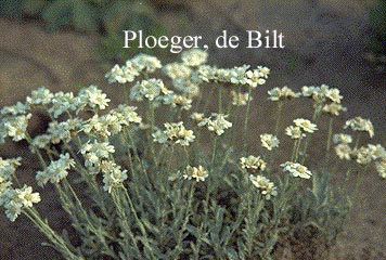 Achillea umbellata (71043)