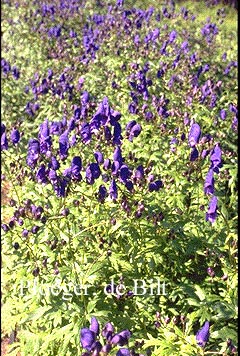 Aconitum henryi 'Spark's Variety'