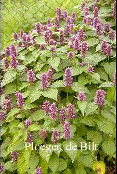Agastache rugosa