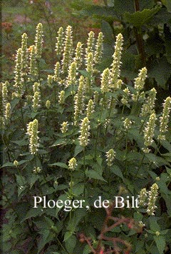 Agastache rugosa 'Alabaster'