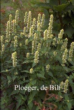 Agastache rugosa 'Alabaster' (71080)