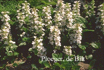 Ajuga reptans 'Alba' (71084)