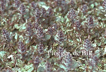 Ajuga reptans 'Braunherz' (71086)