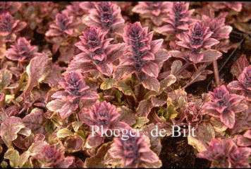 Ajuga reptans 'Burgundy Glow' (71087)