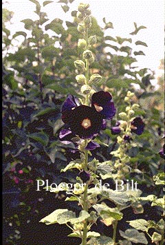 Alcea rosea 'Nigra'