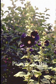 Alcea rosea 'Nigra' (71095)