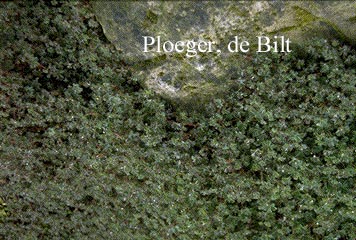 Alchemilla ellenbeckii (71103)