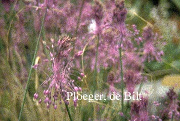 Allium carinatum ssp. pulchellum (71110)