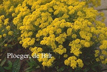 Aurinia saxatilis