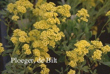 Aurinia saxatile 'Sulphurea'