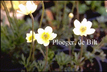 Anemone multifida (71161)