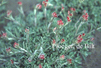 Antennaria dioica 'Rubra'