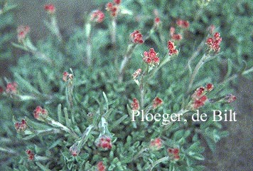 Antennaria dioica 'Rubra' (71174)