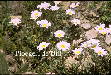 Anthemis carpatica 'Karpatenschnee'