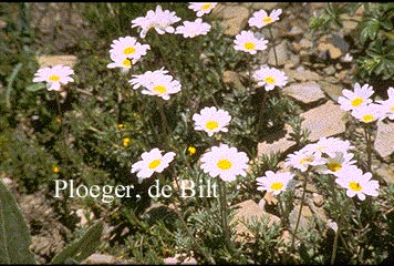 Anthemis carpatica 'Karpatenschnee' (71178)