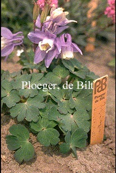 Aquilegia flabellata 'Ministar' (71188)