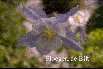 Aquilegia caerulea (71192)