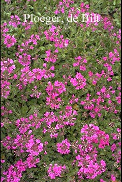 Arabis blepharophylla