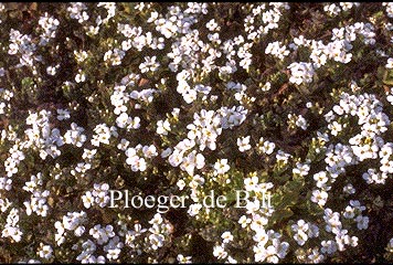 Arabis caucasica 'Schneehaube' (71203)