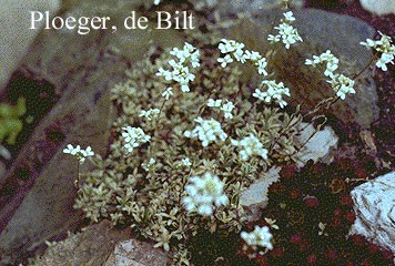 Arabis procurrens 'Variegata'