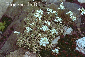 Arabis procurrens 'Variegata' (71209)