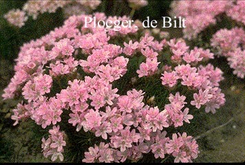 Armeria juniperifolia