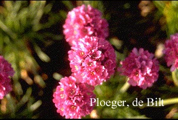 Armeria maritima 'Duesseldorfer Stolz'